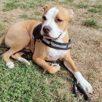 NASH PAA24435, chien à adopter