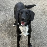 COOPER VAA, chien à adopter