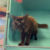 BUENO, chat à adopter