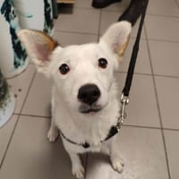 SHURIKN QCN, chien à adopter