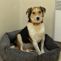 APRILIA, chienne à adopter