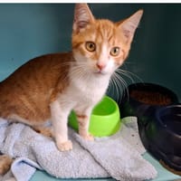 THOR, chat à adopter