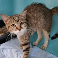 TESS, chat à adopter
