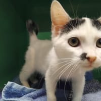 PAB29982 Ochenta, chatte à adopter