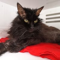 PHIMA, chatte à adopter