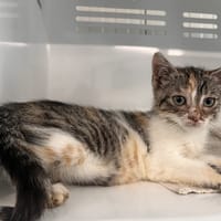 TICHA, chatte à adopter