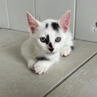 Bendy, chatte à adopter