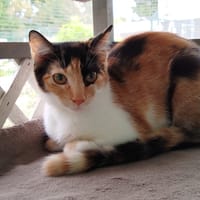 BEKA, chatte à adopter