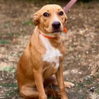 NINA, chienne à adopter