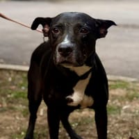 ATHENA, chienne à adopter