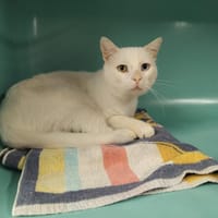 PAB 29983 Twenty, chat à adopter