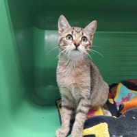 PAB29977 Treinta, chatte à adopter