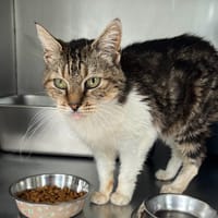 Bathilda, chatte à adopter