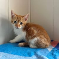 Balthazar, chat à adopter