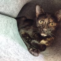 Ahora (en cours d'adoption), chatte à adopter