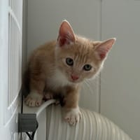 Baqui, chat à adopter