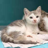 IRO, chat à adopter