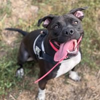 KALY, chienne à adopter