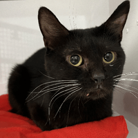 Draco, chat à adopter