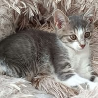 TilIA (réservée), chatte à adopter