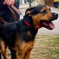 NEWTON, chien à adopter