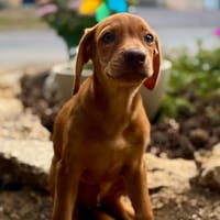RAVEN, chien à adopter
