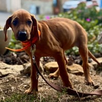 ROMY, chienne à adopter