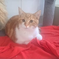 HULKAT, chat à adopter