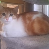 IRONCAT, chat à adopter