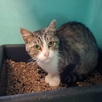 PRADA, chat à adopter