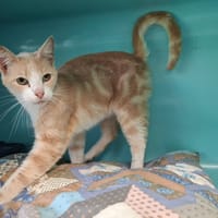 DIOR, chat à adopter