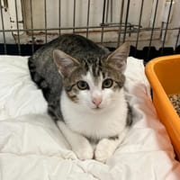 Teddy, chat à adopter