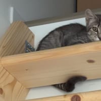 Charlie, chatte à adopter
