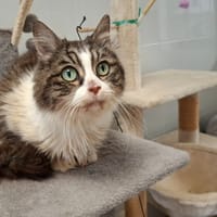 NUAGE, chatte à adopter