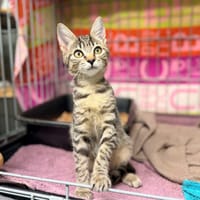 PECAN, chat à adopter