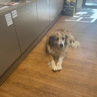 LOUNA, chienne à adopter