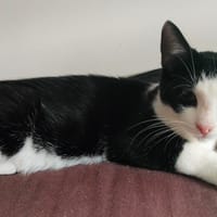 PANDA, chat à adopter