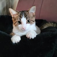 DINO, chat à adopter