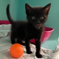 PUMA, chat à adopter
