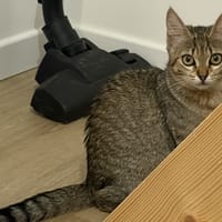 Alix, chatte à adopter