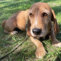 BULMA, chienne à adopter