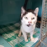 EDEN, chat à adopter