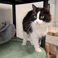 PLUME, chatte à adopter