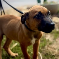 VIRGULE, chien à adopter