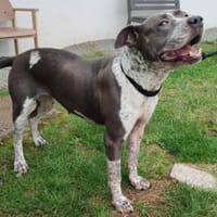 NUTELLA QCN, chienne à adopter