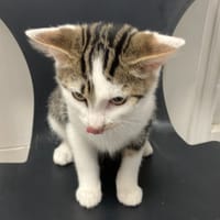 Wilky, chat à adopter