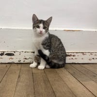 Maylis, chatte à adopter