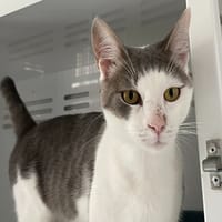 NESTOR (réservé), chat à adopter