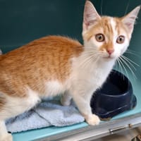 Blues, chat à adopter