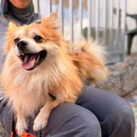Dino, chien à adopter